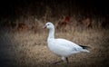 Closeup shot of a Snow goose walking in a rural place, vignette photography Royalty Free Stock Photo