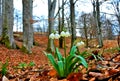 Closeup shot of snowdrops growing in the forest among the fallen dry leaves Royalty Free Stock Photo