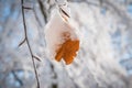 Closeup shot of snowy leaf in winter