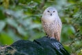 Closeup shot of snowy owl, Bubo scandiacus, also known as polar, white or Arctic owl, sitting on a boulder with green