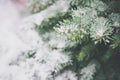 Closeup shot of snowy pine treebranches Royalty Free Stock Photo