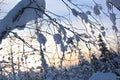 Closeup shot of the snowy tree branhces in the forest in Lapland on a sunny day Royalty Free Stock Photo