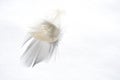 Closeup shot of a soft feather isolated on a white background Royalty Free Stock Photo