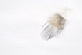 Closeup shot of a soft feather isolated on a white background Royalty Free Stock Photo