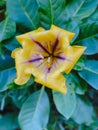 Closeup shot of Solandra maxima flower Royalty Free Stock Photo