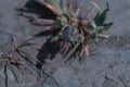 Closeup shot of the soldier beetles insect on the grass