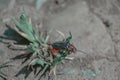 Closeup shot of the soldier beetles insect on the grass