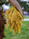 Closeup shot of solitary fishtail palm (Caryota urens) flowers