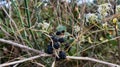 Closeup shot of some blackberries left on dried bushes - perfect for background