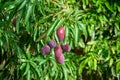 Closeup shot of some growing mangos surrounded by green leaves on a tree