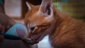 Closeup shot of someone\'s hands feeding an adorable orange kitten with a spoon from a cup Royalty Free Stock Photo