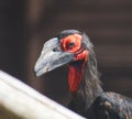 Closeup shot of a Southern ground hornbill bird Royalty Free Stock Photo