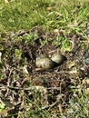 Closeup shot of a Southern lapwing's nest with eggs. Vanellus chilensis Royalty Free Stock Photo