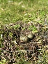Closeup shot of a Southern lapwing's nest with eggs. Vanellus chilensis Royalty Free Stock Photo