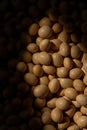 Closeup shot of Soy beans seeds grain with sunlight. Soybeans. Soya. Healthy Produce. Royalty Free Stock Photo