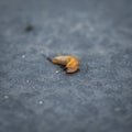 Closeup shot of a spanish slug moving on the road