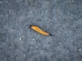 Closeup shot of a spanish slug moving on the road