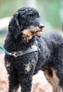 Closeup shot of a Spanish water dog on a leash looking afar Royalty Free Stock Photo