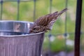 Closeup shot of a sparrow bird drinking water from a bucket Royalty Free Stock Photo
