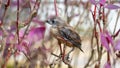 Closeup shot of a sparrow perched on a branch. Warm color