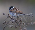 Closeup shot of a sparrow perched on bushe