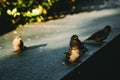 Closeup shot of sparrows standing on a stony surface