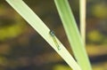 Closeup shot of a Spear Azure Maiden on the grass