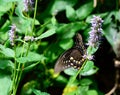 Closeup shot of a spicebush butterfly on Anise Hyssop flower