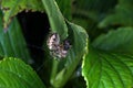 Closeup shot of a spider catching a bumblebee on green leaves background