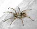 Closeup shot of spider on a grey surface Royalty Free Stock Photo