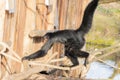 Closeup shot of a spider monkey swinging from a network of ropes and logs in a zoo