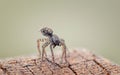 Closeup shot of a spider steed on a stone
