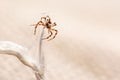 Closeup shot of a spider on a thin twig of a lush green stem of a plant