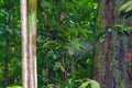 Closeup shot of a spider web in a jungle near green plants covered with dewdrops Royalty Free Stock Photo