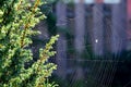 Closeup shot of a spider web near the pine tree branches Royalty Free Stock Photo