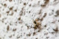 Closeup shot of a spider on a white concrete surface Royalty Free Stock Photo