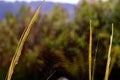 Closeup shot of a spiderweb attached on wild grass in the forest with a blurred background