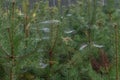 Closeup shot of spiderwebs with dew on the pine tree leaves in a forest