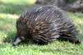 Closeup shot of a spiky Echidna on a pastoral green field