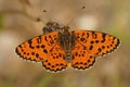 Closeup shot of a spotted fritillary butterfly on a blurred background Royalty Free Stock Photo