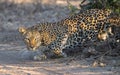 Closeup shot of a spotted leopard climbing down a tree in the African Savannah Royalty Free Stock Photo