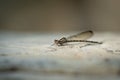 Closeup shot of a springwater dancer on the blurry background