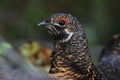 Closeup shot of a spruce grouse bird. Royalty Free Stock Photo