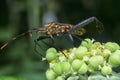 Closeup shot of squash leaf-footed bug. Royalty Free Stock Photo