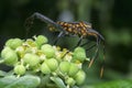 Closeup shot of squash leaf-footed bug. Royalty Free Stock Photo