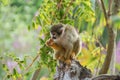 Closeup shot of a squirrel monkey Royalty Free Stock Photo