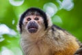 Closeup shot of a Squirrel monkey Royalty Free Stock Photo