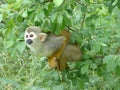 Closeup shot of squirrel monkey on tree Royalty Free Stock Photo