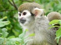 Closeup shot of squirrel monkey on tree Royalty Free Stock Photo