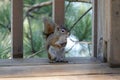 Closeup shot of a squirrel perched on wooden porch railing Royalty Free Stock Photo